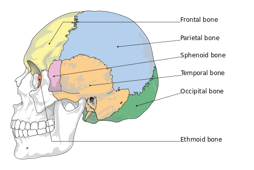 500px-cranial_bones_en-svg