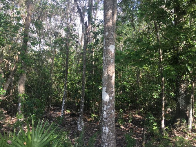 2017-03-26 16.50.17_preview