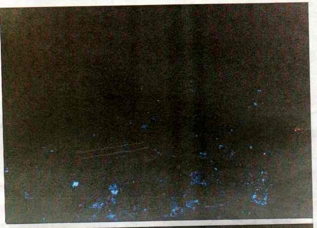 luminol0441