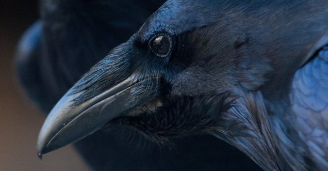 Valley View through the eye of a Raven